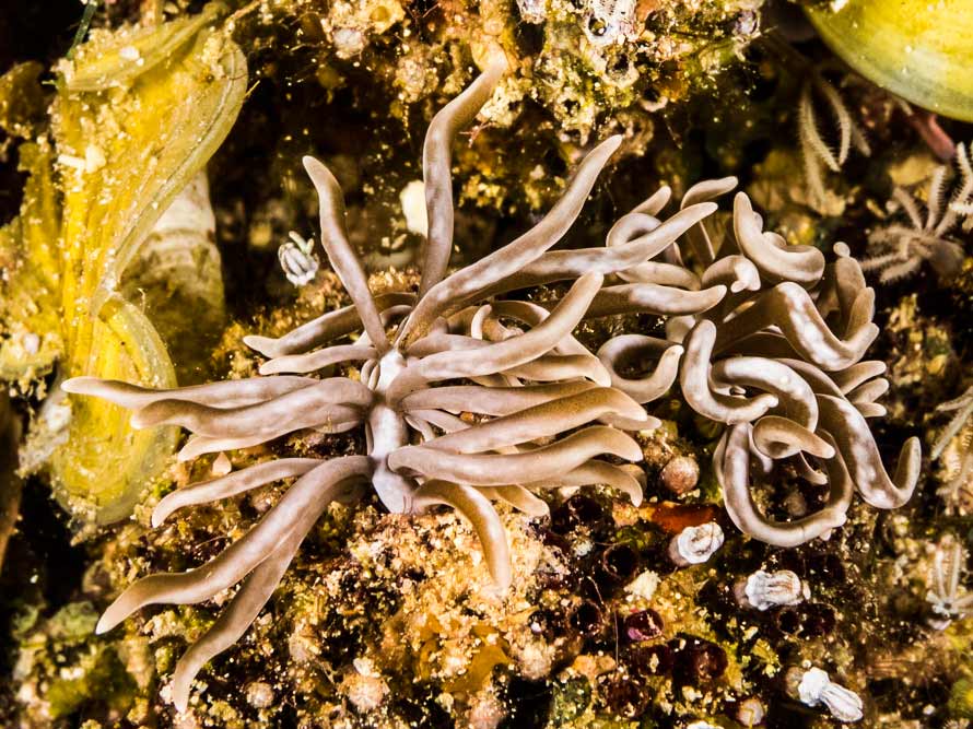 Phyllodesmium briareum